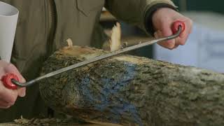 Debarking Ash Tree Logs to Look for Emerald Ash Borer [upl. by Bautista]