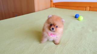 Female Pomeranian Puppy for Sale [upl. by Alfeus]