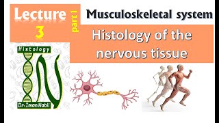 3aHistology of Nervous tissue part1Musculoskeletal system [upl. by Reahard766]