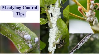 How to Identify and Control Mealybugs on Plants Tips for LargeScale Infestations [upl. by Pascal]