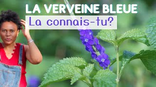 Connais tu la Verveine bleue plantesauvage [upl. by Nahtanohj]