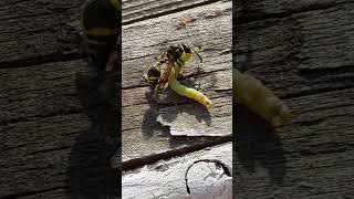 Пилюльная оса схватила гусеницу пяденицы Heath Potter Wasp Eumenes grasps Geometer moth caterpillar [upl. by Nikolaus]