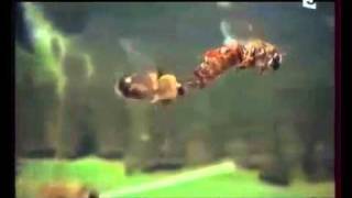 Dailymotion Abeilles Une Vie pour la Reine 04 05 une video Animals [upl. by Caitlin]