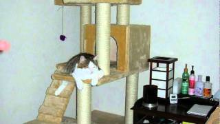 How To Make A Cat Tree [upl. by Torin]