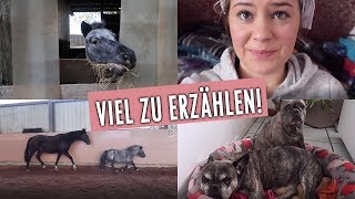 Lucys Box unsere Hunde vegane Rezepte ein neues Gebiss  2910  04112018  Minishetty Lucy [upl. by Teerprug275]