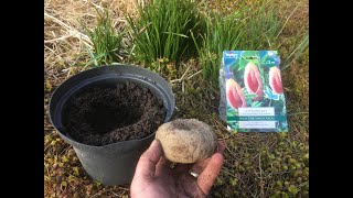 Planting exotic flower bulbs in the UK and other colder zones [upl. by Crean]