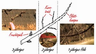 Obstbaumschnitt Der Kurs Theorie Kap3 Der Leitast [upl. by Gentes]