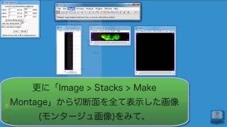 ImageJの画像処理パッケージFijiを使って画像を三次元的に解析する [upl. by Hsevahb342]