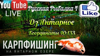 Русская рыбалка 4 оз Янтарное Карповое место [upl. by Alomeda]