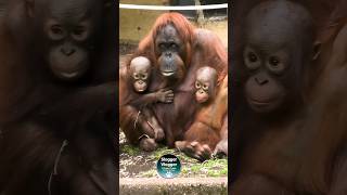 Doubly Adorable Orangutan Family🦧😍 [upl. by Aryl]