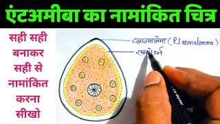 एंटअमीबा का नामांकित चित्र  entamoeba ka namankit chitra  entamoeba histolytica diagram [upl. by Rosinski]