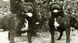 Staffordshire Bull Terrier part1 [upl. by Eigla]