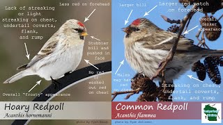 ID Tips Hoary Redpoll vs Common Redpoll [upl. by Schaffel545]