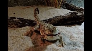 Phrynocephalus mystaceus 🐜 Toad Head Agama alimentation [upl. by Rudolfo36]