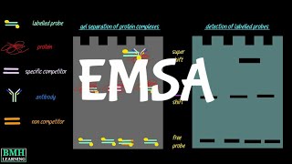 Gel Mobility Shift Assay  EMSA  Electrophoretic Mobility Shift Assay [upl. by Tibold623]