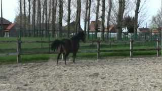 De Houtmeerschen PRODHM  Laminitis 2 After treatment [upl. by Leitnahs560]