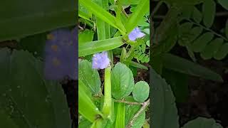 youtube shorts flowers cyanotis [upl. by Thurstan]