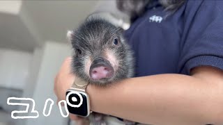 pigちゃん紹介動画 〜ユパ Yupa〜 [upl. by Theall]