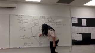 Circulatory System Song Call Me Maybe Parody [upl. by Buroker]