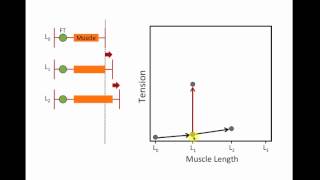 Cardiac muscle L T [upl. by Doug]