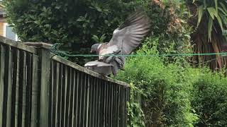 Woodpigeon courtship  wood pigeons in love 💘 [upl. by Imer481]