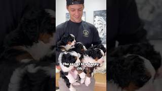 Who agrees 😄❤️ bernedoodle minibernedoodle bernedoodlepuppyvideos [upl. by Pris]