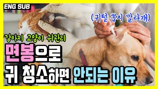 집에서 하는 강아지 고양이 귀 관리 요령 [upl. by Ellerahs]