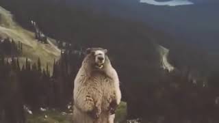 Screaming marmot meme [upl. by Alywt548]