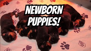 Newborn Rottweilers puppies Oben amp Jewel Litter [upl. by Gibbie852]