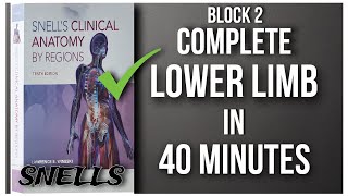 Complete Lower Limb Anatomy in 40 minutes  Snells Anatomy Lower Limb Revision for UHS Block 2 Paper [upl. by Veronique]