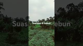 Suasanadikebunpetanikebun pekerjakeras petanientok belajarberkebun [upl. by Elane189]