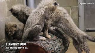 Eight Cheetah Cubs at the Saint Louis Zoo Turn 1 [upl. by Ahsikam]