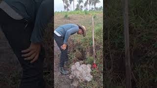 Achei um minador de água na Fazenda vidanaroça rotina agua nascente preservar natureza [upl. by Duky]