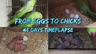 Ringneck Parakeets Timeplapse from Eggs to Chicks ESub  45 Days Timeplapse  Voice of Animalia [upl. by Oilasor431]