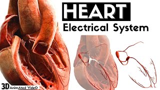 THE HEART Electrical Signals 3D animated video cardiology [upl. by Alolomo]