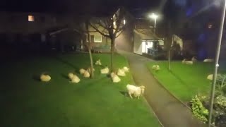 The Great Orme Goats came to visit me at home [upl. by Gomer]