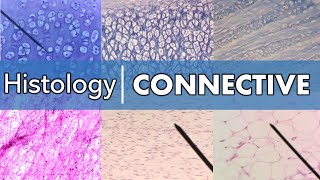 Histology  Connective Tissue [upl. by Lerual]