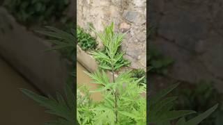 Artemisia Plant shorts trending viral youtubeshorts plants [upl. by Ecnarepmet674]