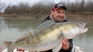 BIG ZANDER 20 LBS IN VERTICAL FISHING by CATFISH WORLD [upl. by Anneuq]