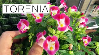 Torenia Flower  Torenia Plant Care [upl. by Kavanagh502]