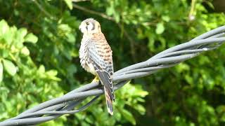 American Kestrel Falco sparverius caribaearum male calling Guadeloupe [upl. by Etteval]