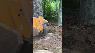 arborist automobile treecuttingdown tree arboristing certifiedarborist chainsawstihl [upl. by Reldnahc]