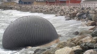 Massive Blue Whale Carcass May Explode On Canadian Beach [upl. by Ydal]