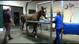 Large Animal Hospital at the University of Florida [upl. by Jepum]