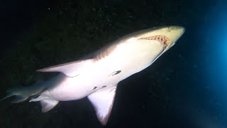 Mindarie  Shark Cave [upl. by Naerb970]