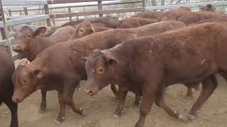 181 ELDERSLIE SANTASHORTHORN CROSS WEANER STEERS HGP FREE  AV 2468KG CURFEWED [upl. by Shelby]