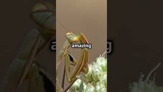 The Jeweled Flower Mantis [upl. by Nikola]