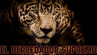 El Jaguar 🐾Revelando el SECRETO del Depredador Supremo  Corto Documental [upl. by Sana325]