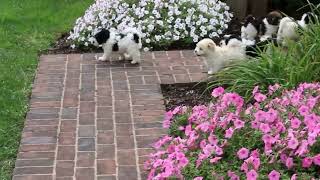 Havanese Puppies For Sale [upl. by Oilla917]