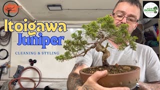 Transform Your Itoigawa Juniper Bonsai with Cleaning And Styling [upl. by Lachlan]